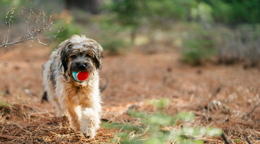 Did you know these 6 underrated activities could lift your dog's mood?