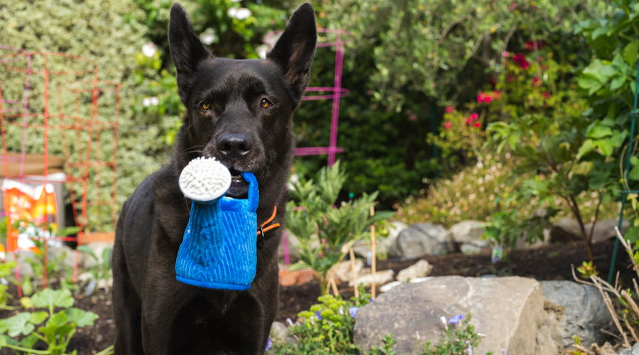 How to Use Toys As Rewards in Dog Training