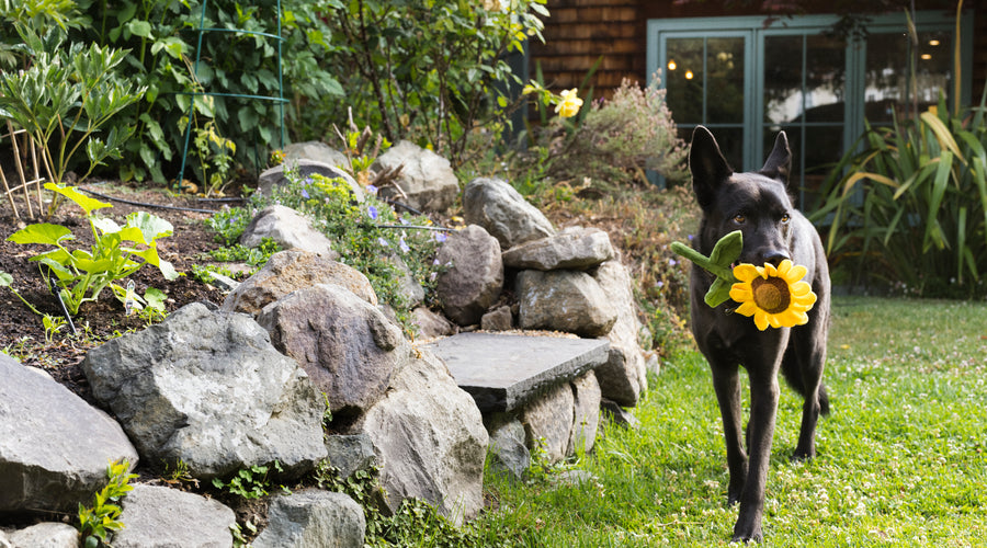 The Environmentally Conscious Pet Owner: Tips for a Greener Life with Your Pet