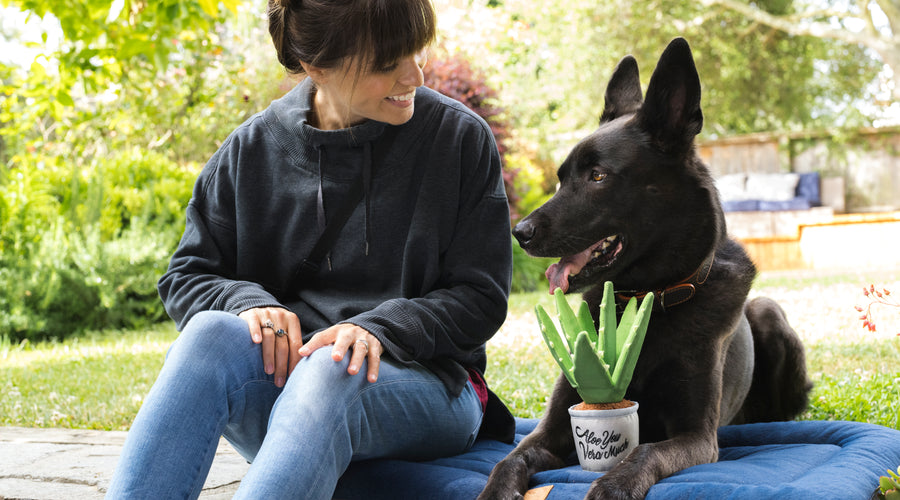Building a Strong Bond with Your Pet: Communication, Trust, and Quality Time