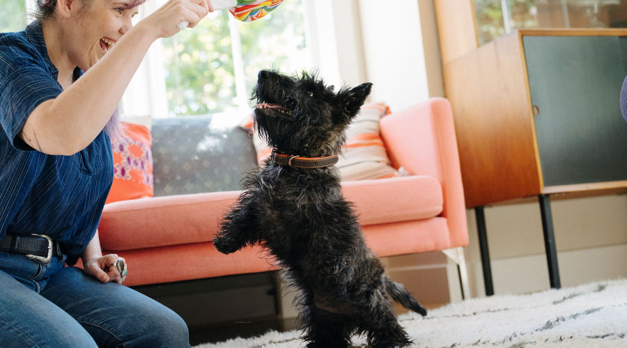 5 Ways to Have Dog Playtime