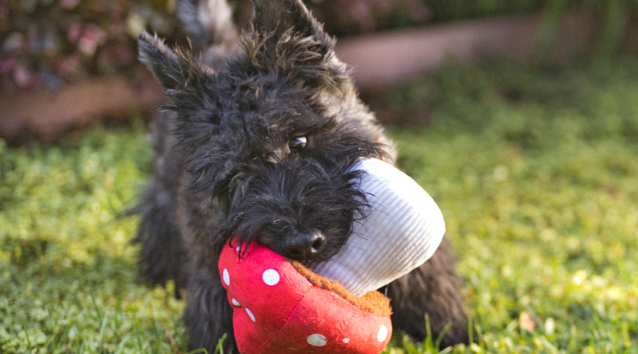 Toxic Plants for Your Pets, a Visual Guide