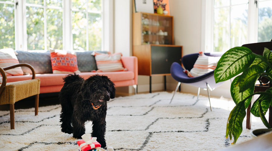 First Dog? 5 tips to follow and mistakes to avoid