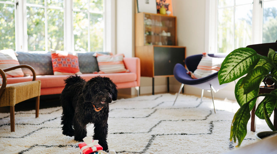 Removing Pet Stains from Carpet