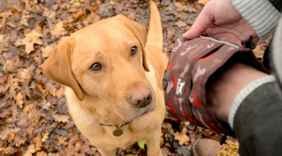 Benefits of Training Dogs Using Positive Methods: Kindness Turns Out to Be the Best Way to Train Dogs