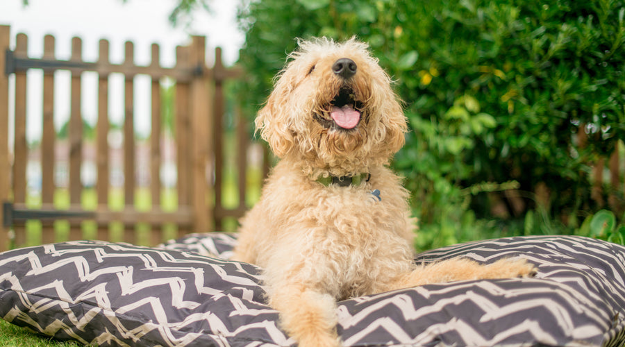 3 Safety Musts for All New Pet Owners