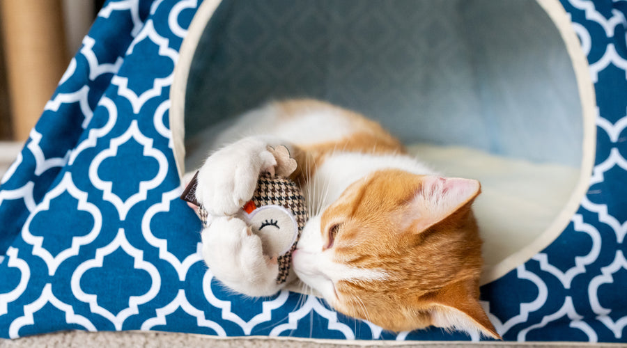 How Often To Replace Cat Litter