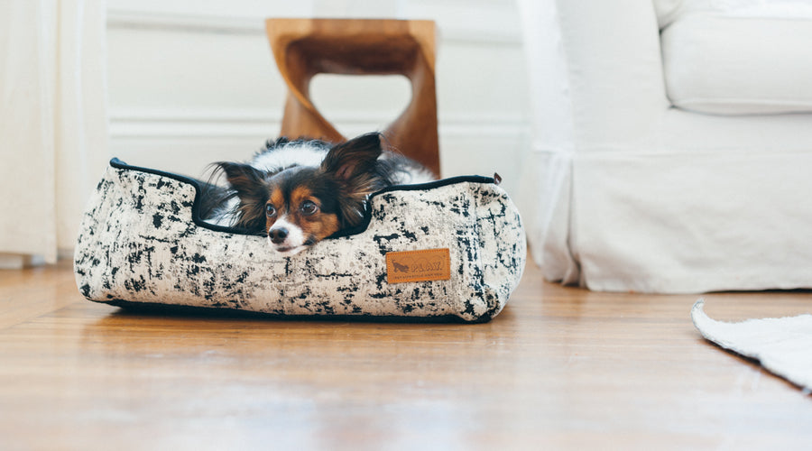 5 Ways Dogs Support Our Mental Health