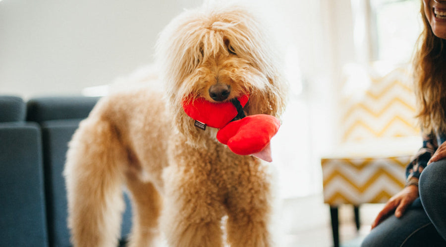 What Does it Mean to be a Guardian for a Dog?