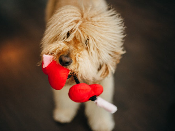 Puppy Love: Top 8 Valentine’s Day Gifts for Dog Lovers