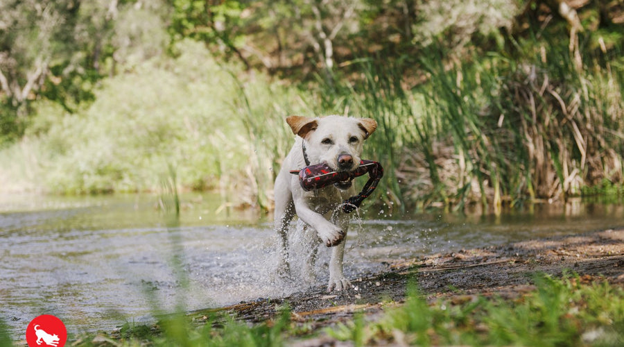 5 Vitamins Dogs Need for a Healthy Lifestyle