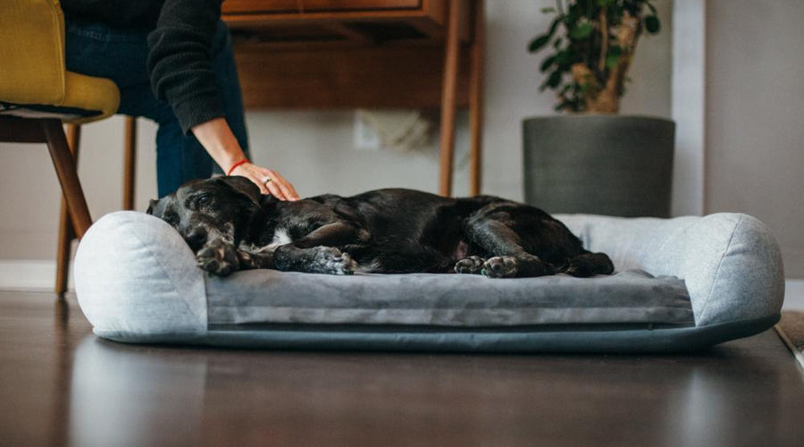 Things to Consider When Caring for Older Dogs