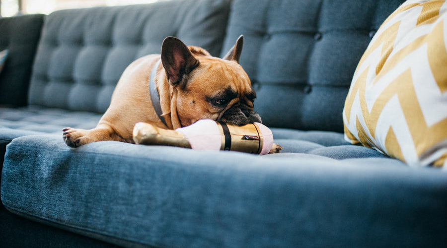 How To Keep Your Dog Off The Couch