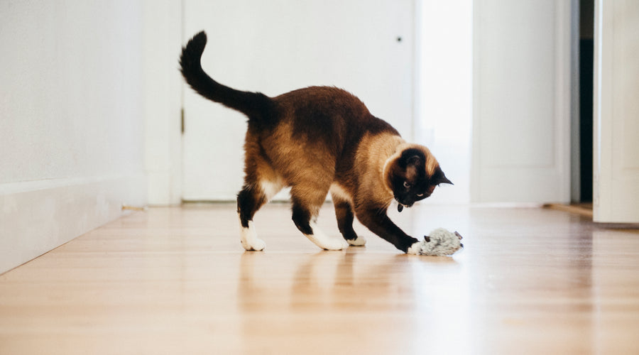 5 Ways to Encourage Your Cat to Drink More Water