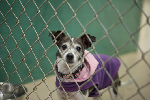 5 Reasons to Adopt a Dog