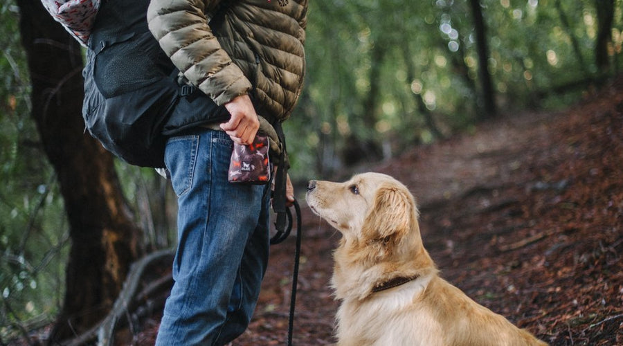 Best Ways To Hike With Your Dog