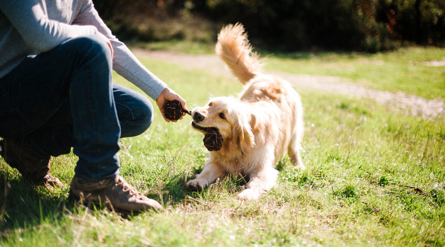How to Train a Dog to Respect Boundaries Without a Fence