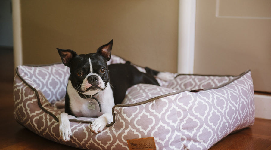 Puppy Love Inspired Decor
