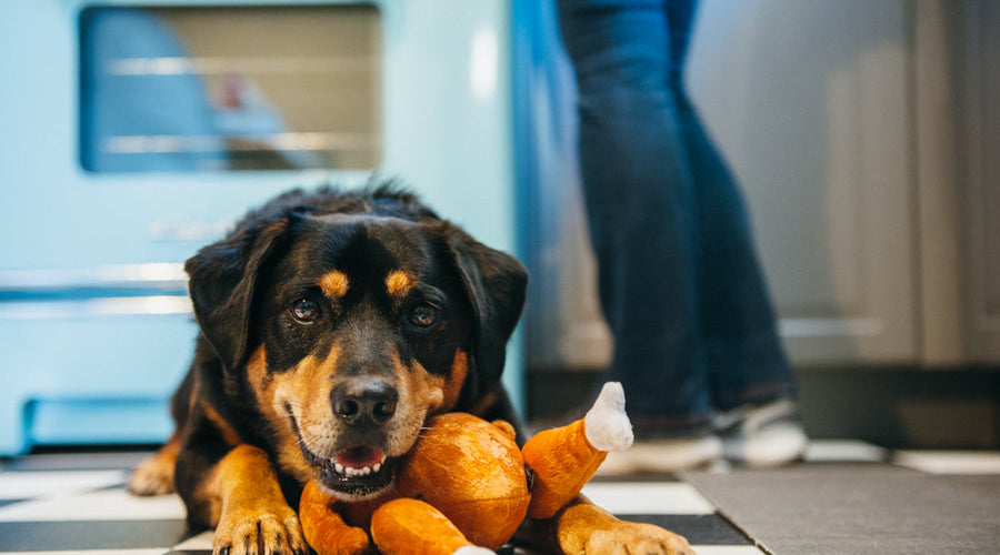 How to Take Care of a Dog While Starting a Family