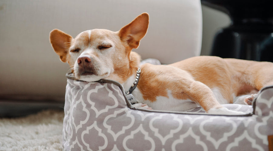 How to Find the Best Dog Bed