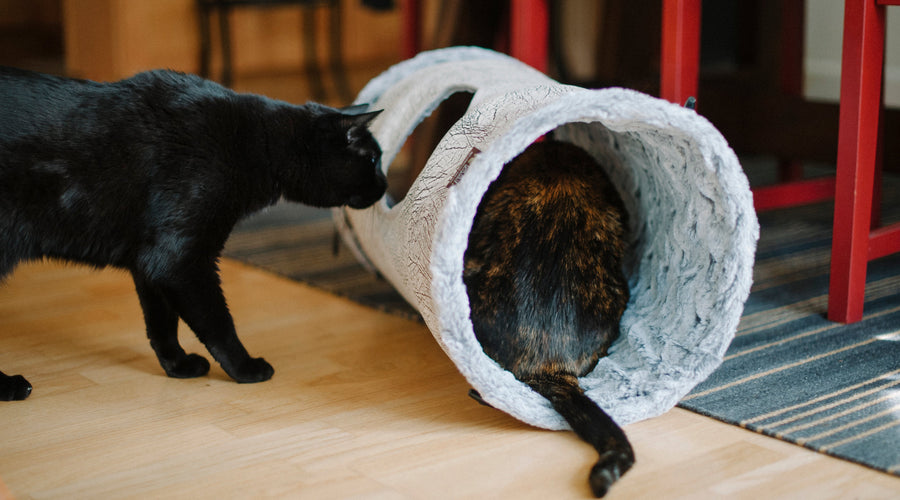 How to Choose the Right Kitten Food