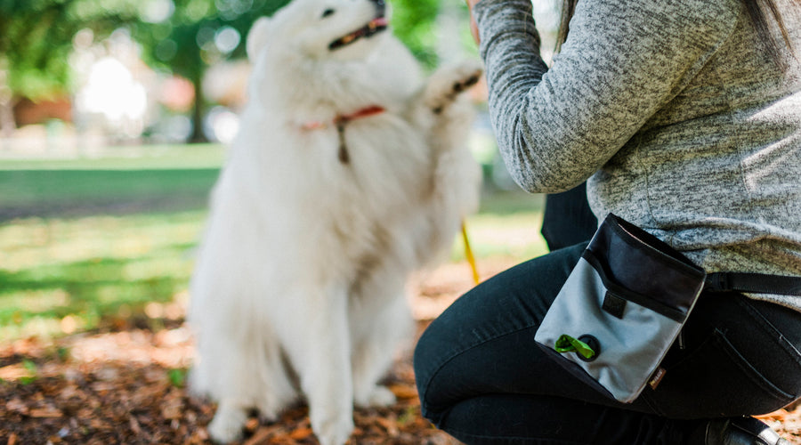 8 Reasons to Get Your Family a Dog