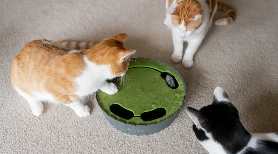 How to Better Understand Your Cat and Their Behavior
