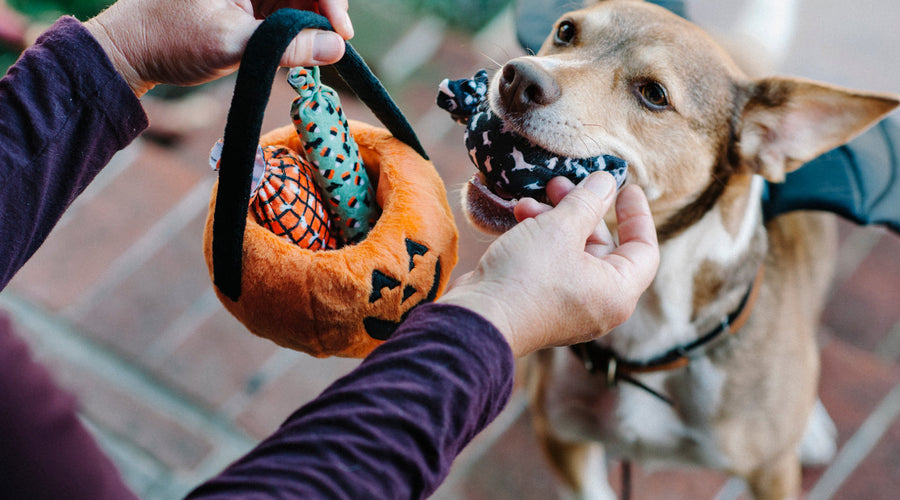 Best Halloween Pet Toys 2025: Spooky & Silly Fun for Dogs and Cats