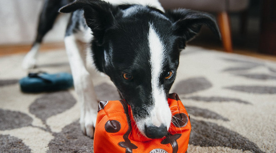 6 Tips for Leaving Your Pet While You're Away on Vacation