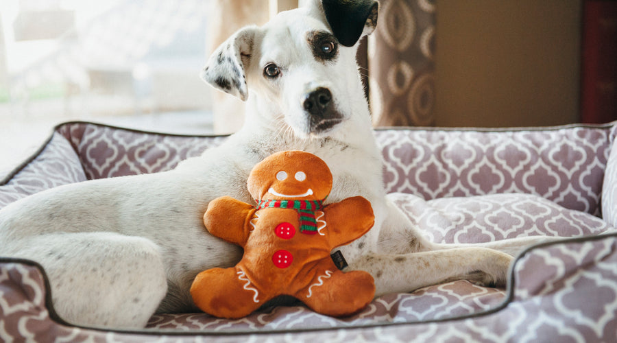 Best Holiday Pet Gifts 2025: The Ultimate Pet Gift Guide