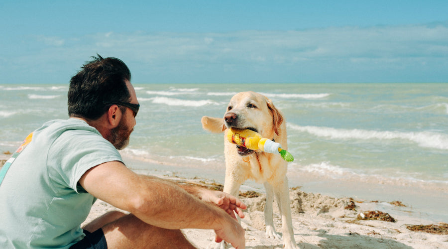 Dog-Friendly Labor Day Activities & Travel Ideas