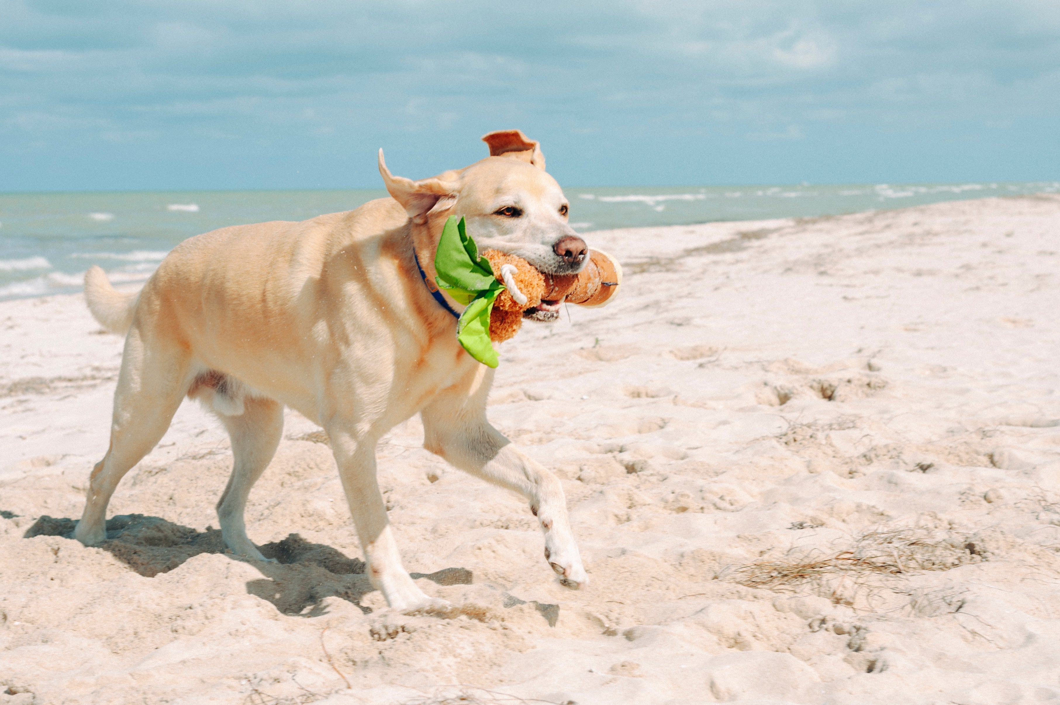 Summer Pet Essentials for Longer Days, Outdoor Adventures, and Endless Playtime