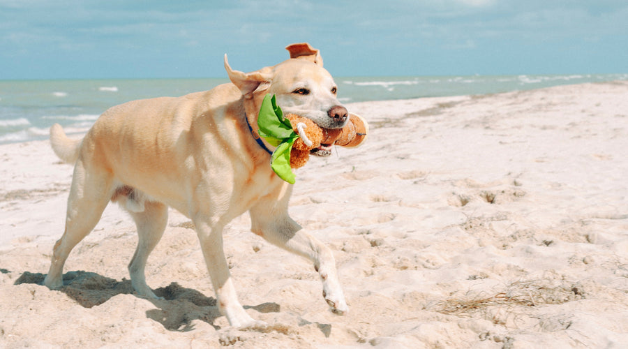 Summer Pet Essentials for Longer Days, Outdoor Adventures, and Endless Playtime