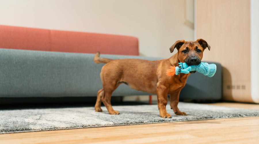 Take Your Dog to Work Day: Tips from Real Dog-Friendly Office Pros