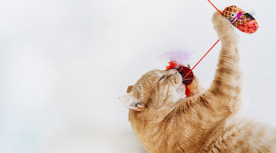How Often and How Much Should I Feed My Cat
