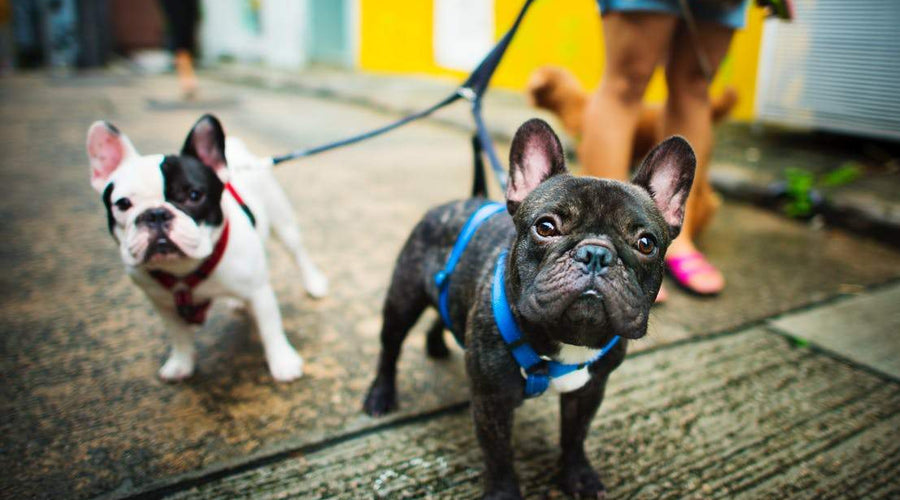 Passionate Dog Parenting: How to Build a Social Media Presence for Your Pup