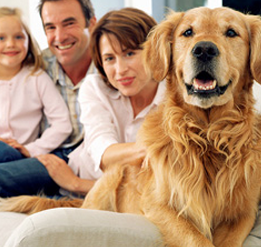 Perfect Pooch: Tips for Grooming and Pampering