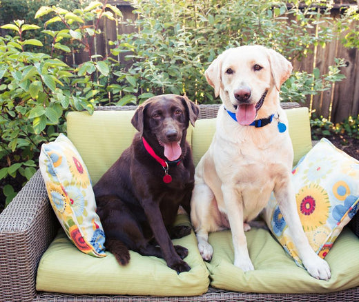 Creating a Pet Escape on Your Patio