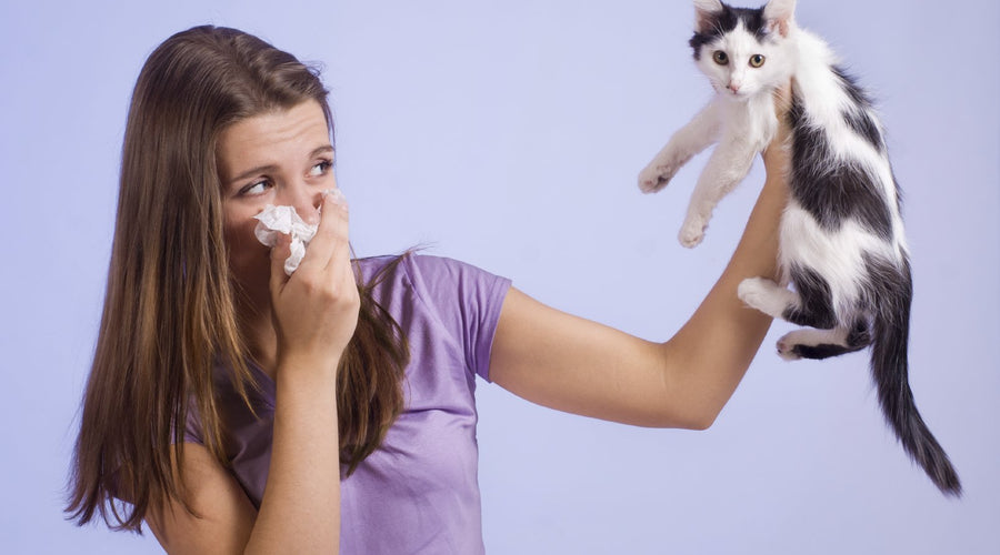 5 Tips for Living with Pets and Mite Allergens in the Home