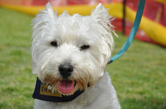 Pet Health: Benefits of Spaying or Neutering Your Pet