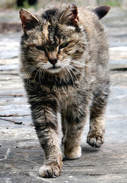 Pet Rescue: What New Owners Should Know When Picking Up Strays