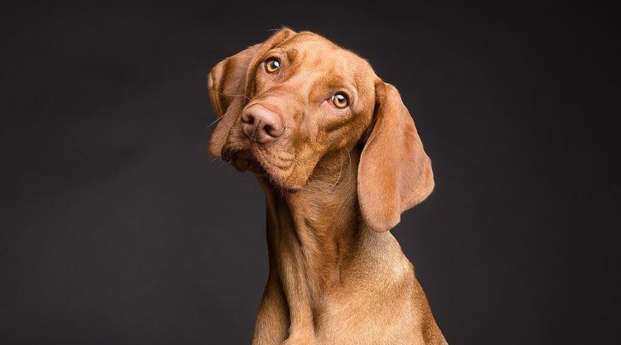 Pet Vaccinations: How Often Do Dogs Need Their Shots?