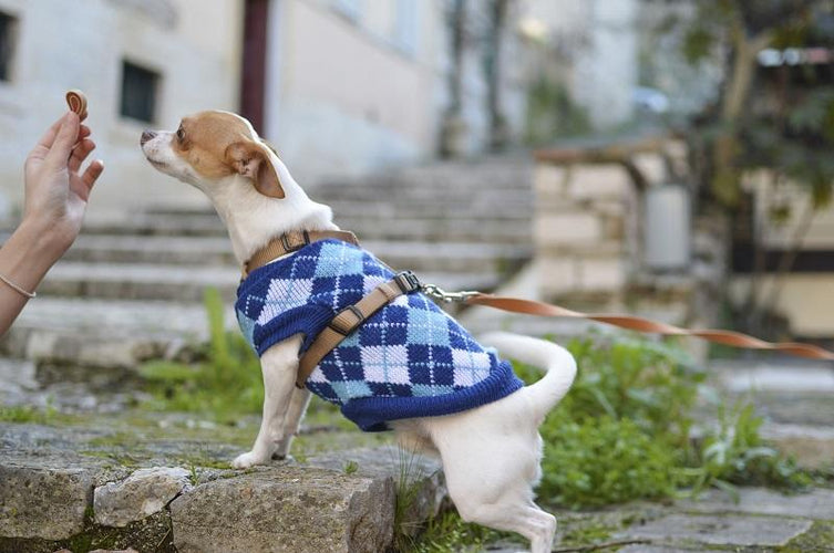Know About Pet Treats and Importance of Giving Them to Your Pets