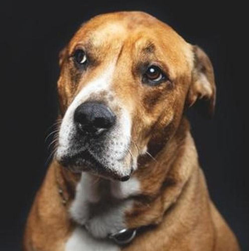 5 Tips for Administering Pet Medicine Effectively