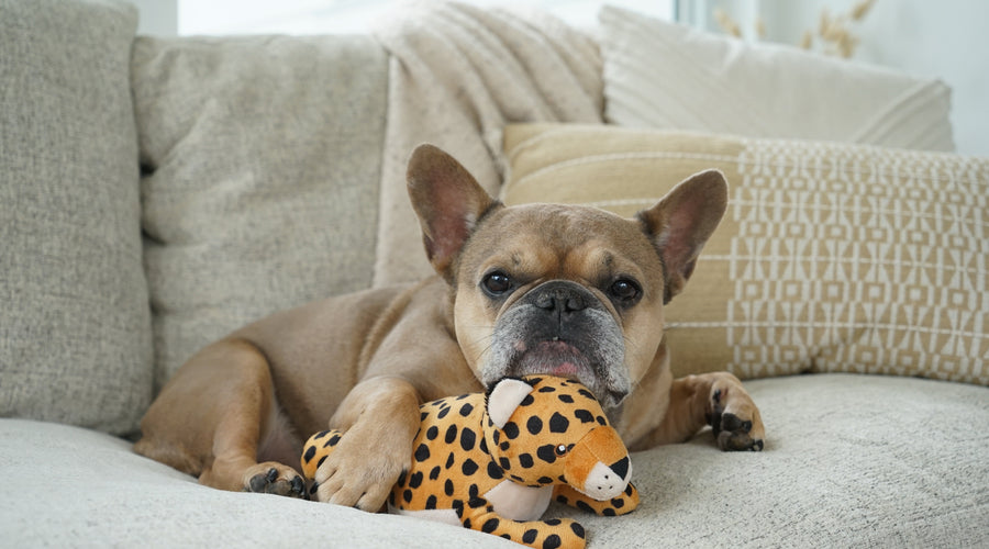 How to Become a Pet Influencer: Join P.L.A.Y.’s Ambassador Program