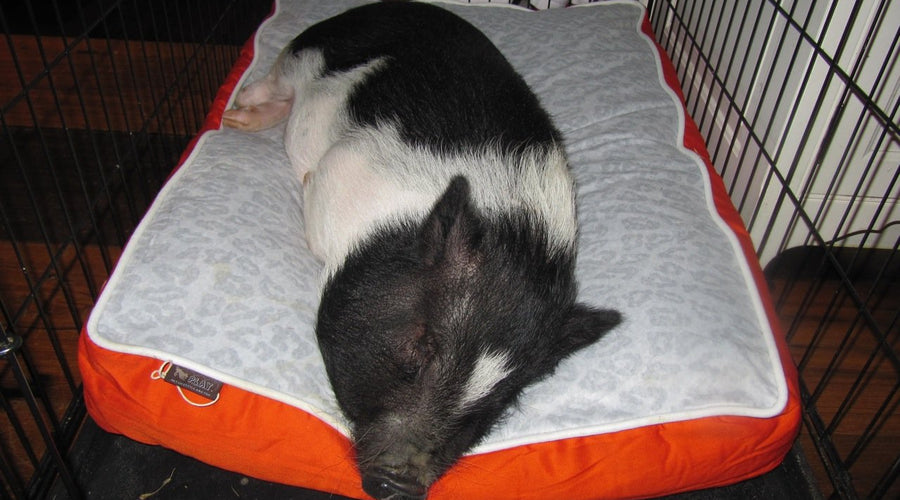 Our Pet Beds Aren't Just for the Dogs!