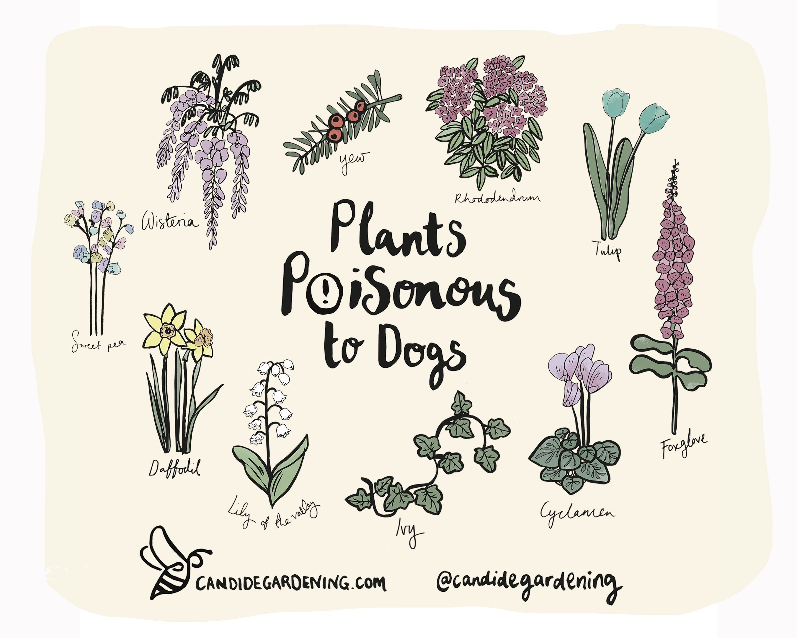 live lavender plants for sale English Lavender – Pinetree Garden Seeds