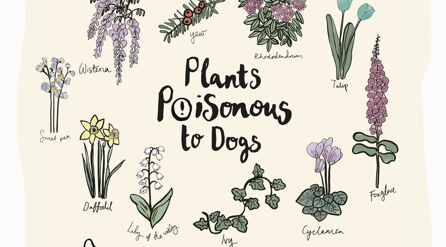 Which Plants Are Poisonous to Dogs?
