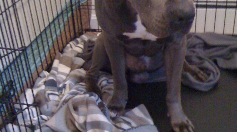 Cameo Bed Winner: Preston!