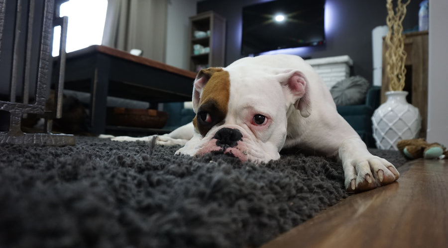 10 Foods You Love That Are Totally Cool to Feed Your Dog